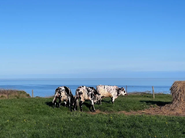 Normandië Seine Maritiem Toerisme Champ Vaches Kust