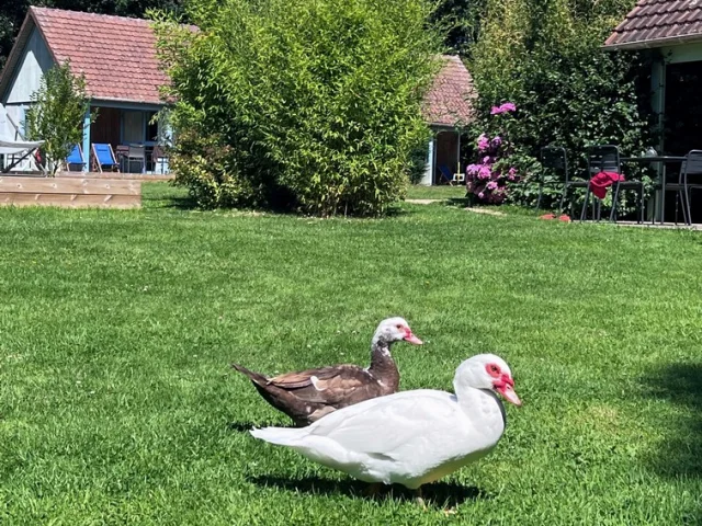 Dorp De Gites Pre Marin 07 Park Canards