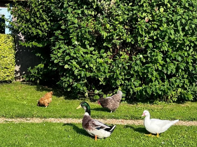 Dorp De Gites Pre Marin 08 Parc Canards