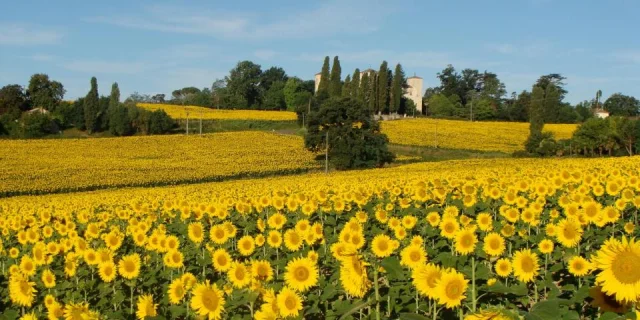 Location Vacances Gers Paysage Champs Tournesols Grazimis