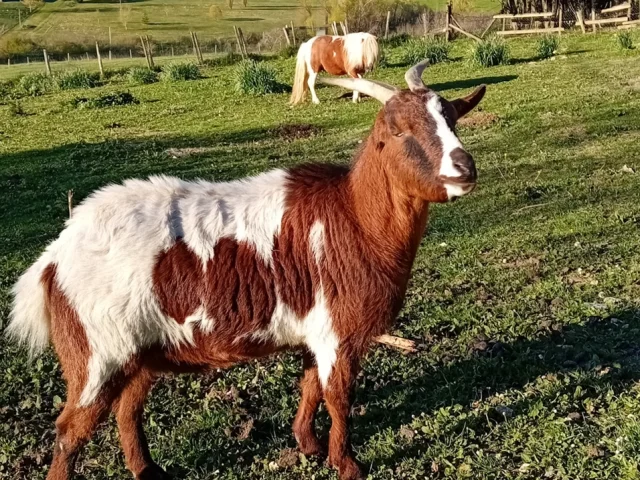 Villagedegites Lafermecouderc Formaat 9 16e 06 Parc Animalier Chevres