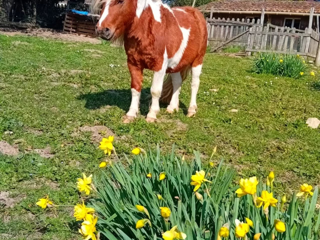 Villagedegites Lafermecouderc Formaat 9 16e 06 Parc Animalier Poney Spring Paardenboerderij