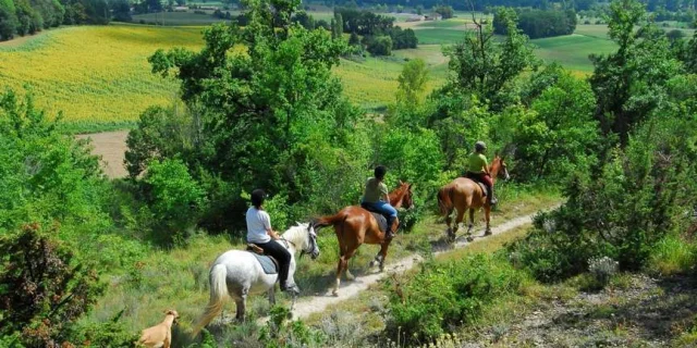 Location Gite Vacances Tarn Activite Nature Equitation Randonnee Equestre Balade A Cheval