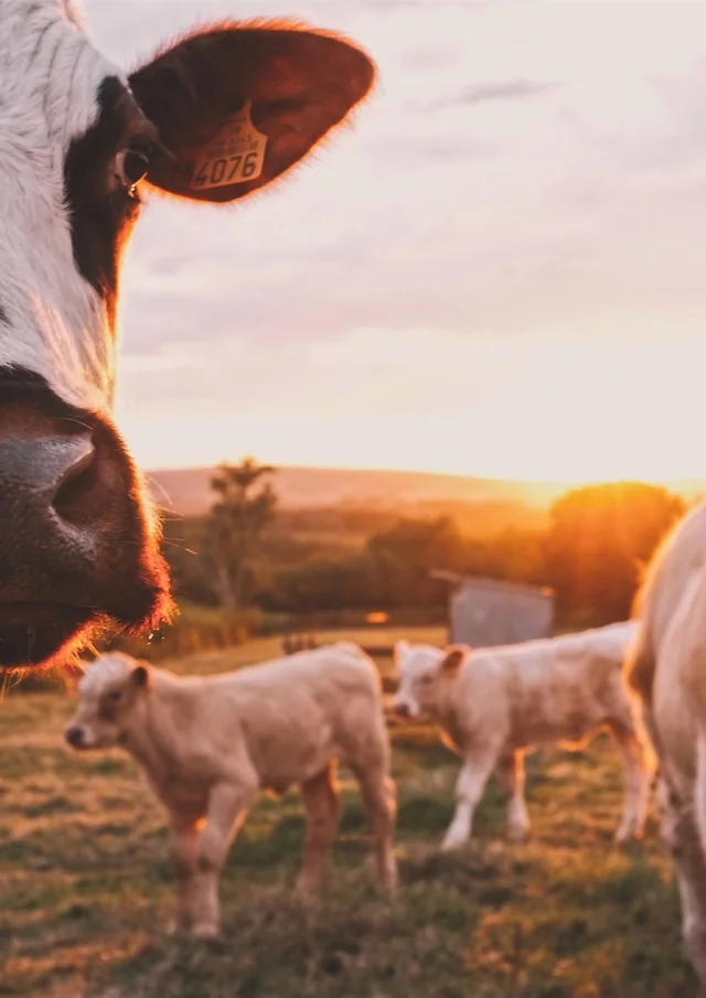 Gites Hauts De France Somme Campagne Vaches