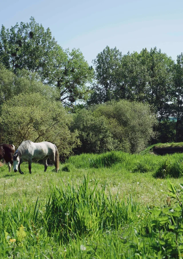 Gites Hauts De France A La Campagne Chevaux