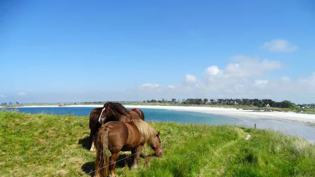 Reserver Gite Location Vacances Gites Finistere Ploudalmezeau Plage Chevaux