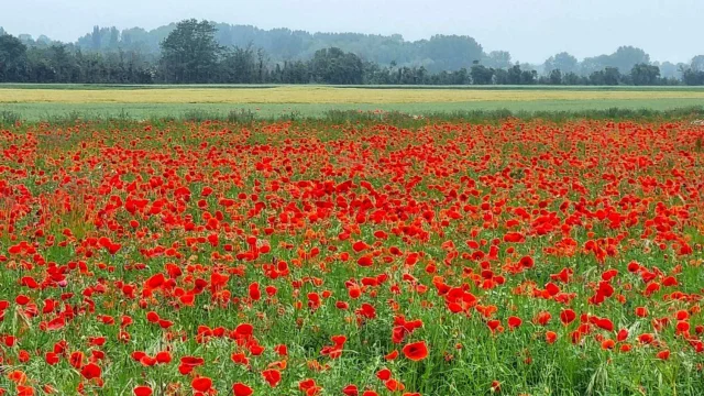 Reserver Gite Location Vacances Gites Saint Valery Sur Somme Coquelicots