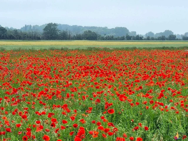 Reserver Gite Location Vacances Gites Saint Valery Sur Somme Coquelicots