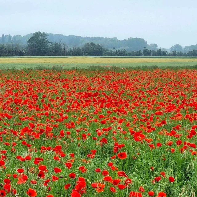 Reserver Gite Location Vacances Gites Saint Valery Sur Somme Coquelicots