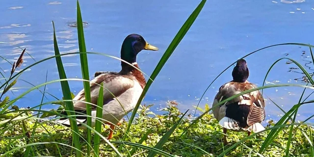Reserver Gite Location Vacances Gites Canards Camon