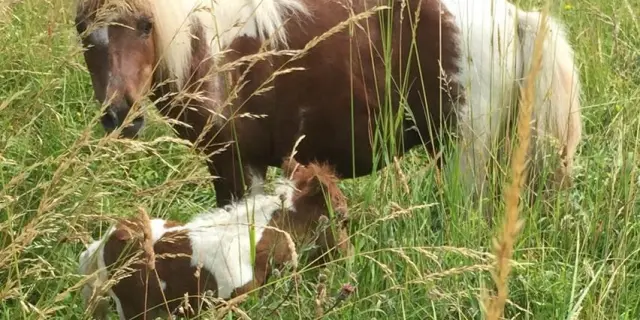 Randonnee A Cheval Equitation Vacances Gite Lot Et Garonne Village De Gites La Ferme Couderc Parc Animalier Poneys