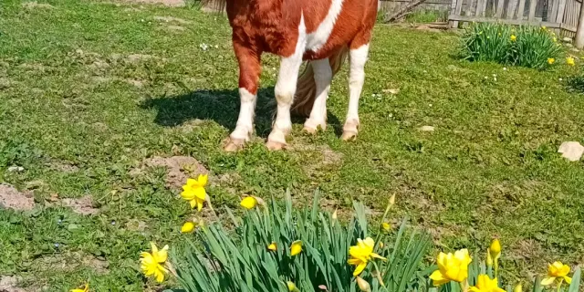 Randonnee A Cheval Equitation Vacances Gite Lot Et Garonne Village De Gites La Ferme Couderc Poney