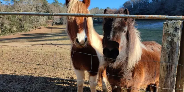 Randonnee A Cheval Gite Avec Animaux Poneys Balades Enfants Village De Gites Au Creux Des Arbres Dordogne