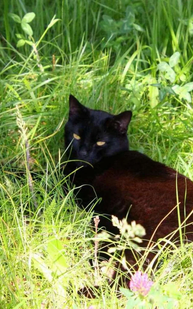 Location Gite France Vacances Animal Accepte Chat Noir Dans Lherbe