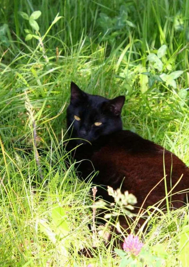 Location Gite France Vacances Animal Accepte Chat Noir Dans Lherbe