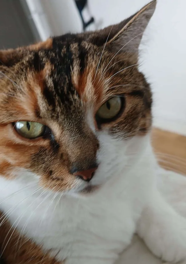 Location Gite France Vacances Animal Accepte Chat Paisible