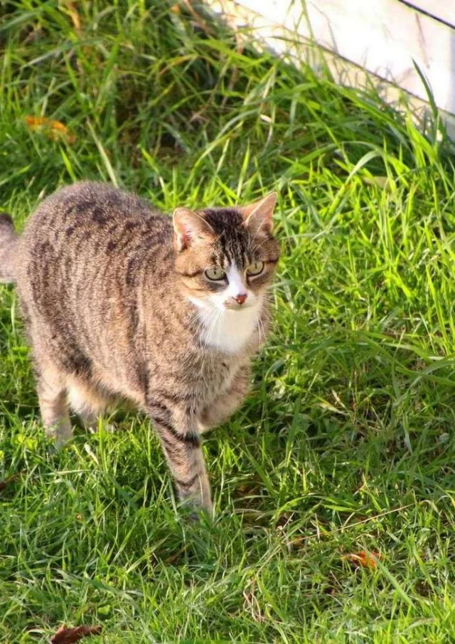 Location Gite France Vacances Animal Accepte Chat Propre