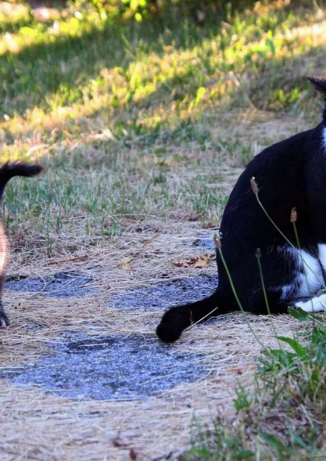 Location Gite France Vacances Animal Accepte Chats A La Campagne