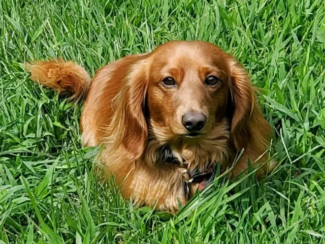 Location Gite France Vacances Animal Accepte Chien Dans Le Jardin