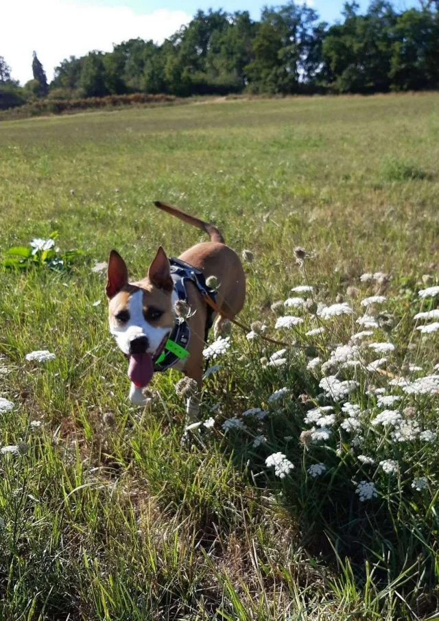 Location Gite France Vacances Animal Accepte Chien Dans Un Champ De Fleurs