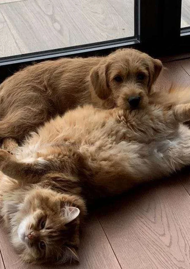 Location Gite France Vacances Animal Accepte Chien Et Chat Complices