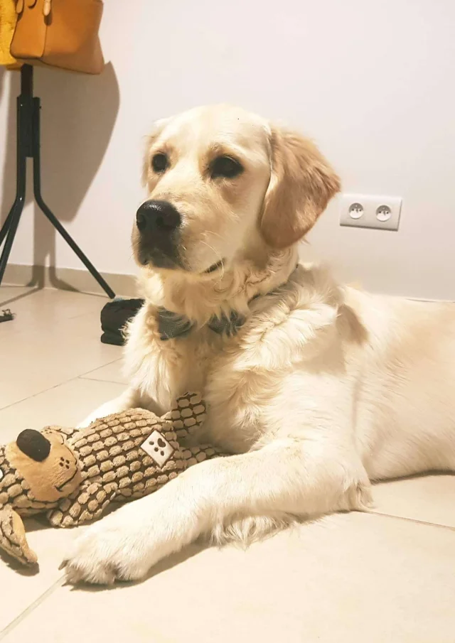 Location Gite France Vacances Animal Accepte Chien Golden