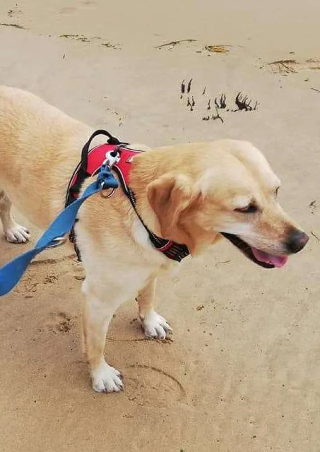 Location Gite France Vacances Animal Accepte Chien Plage Normandie