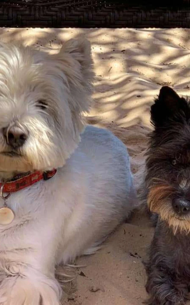 Location Gite France Vacances Animal Accepte Deux Petits Chiens Sages