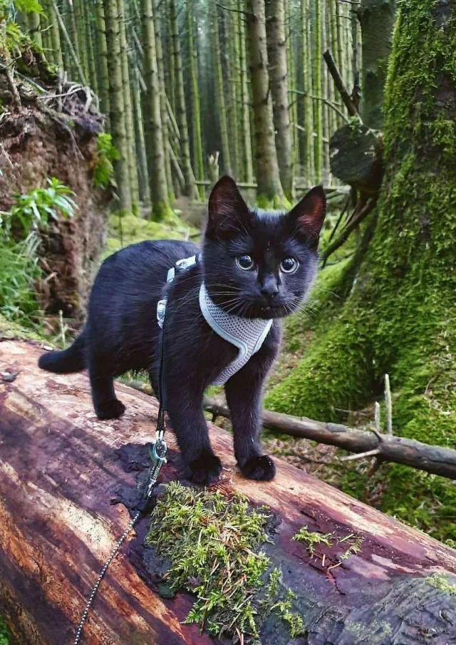 Location Gite Vacances Acceptant Les Animaux Chat En Vacances A La Campagne