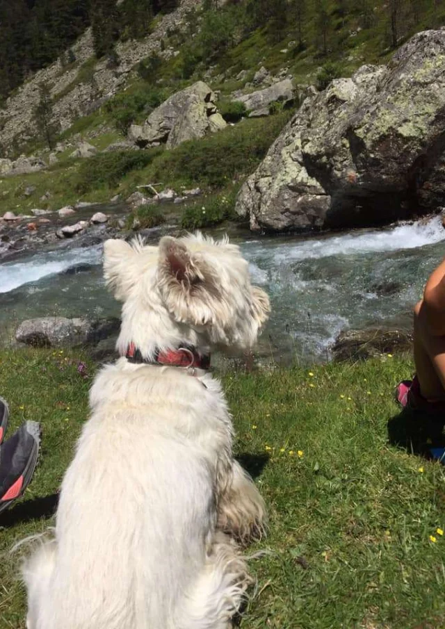 Location Gite Vacances Acceptant Les Animaux Chien Bichon En Randonnee Ariege