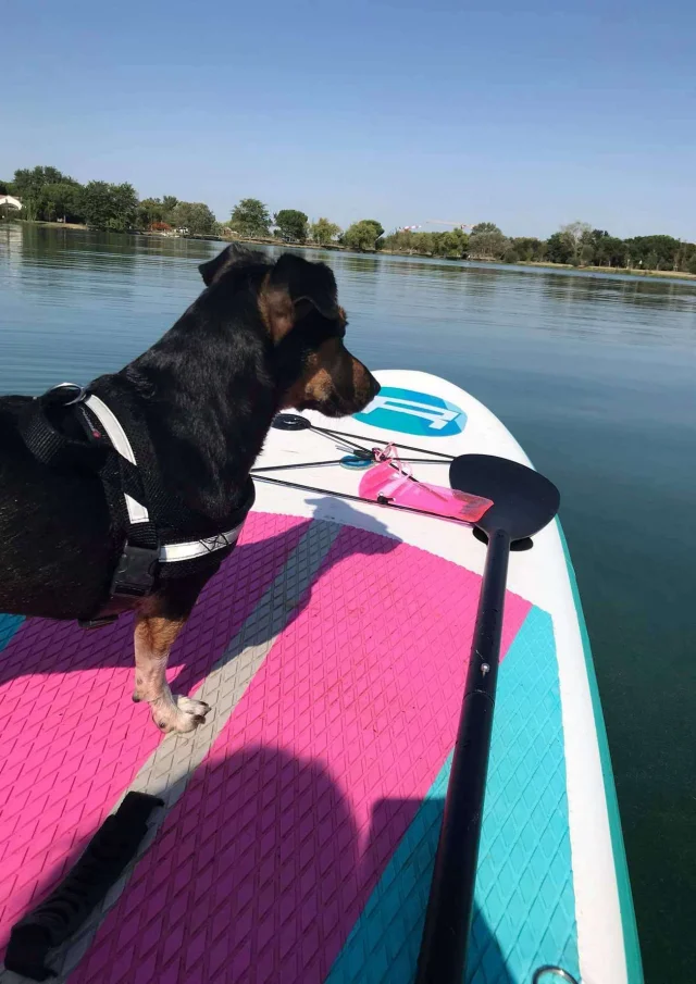 Location Gite Vacances Acceptant Les Animaux Chien En Vacances