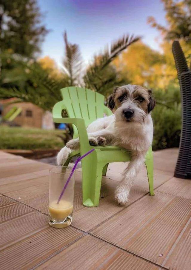 Location Gite Vacances Acceptant Les Animaux Chien En Vacances En Gite France