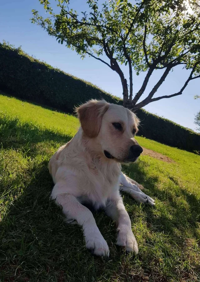 Location Gite Vacances Acceptant Les Animaux Chien Golden Retriever Propre Et Sage