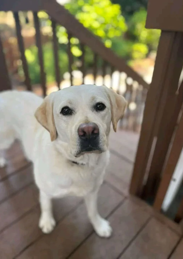 Location Gite Vacances Acceptant Les Animaux Chien Labrador Sage