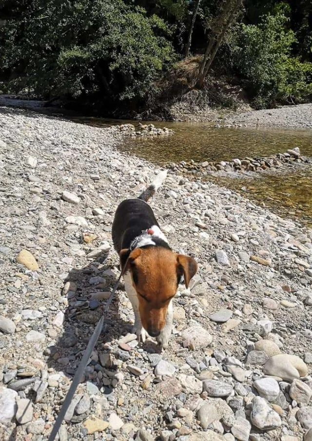 Location Gite Vacances Acceptant Les Animaux Chien Vacances Gorges Du Tarn