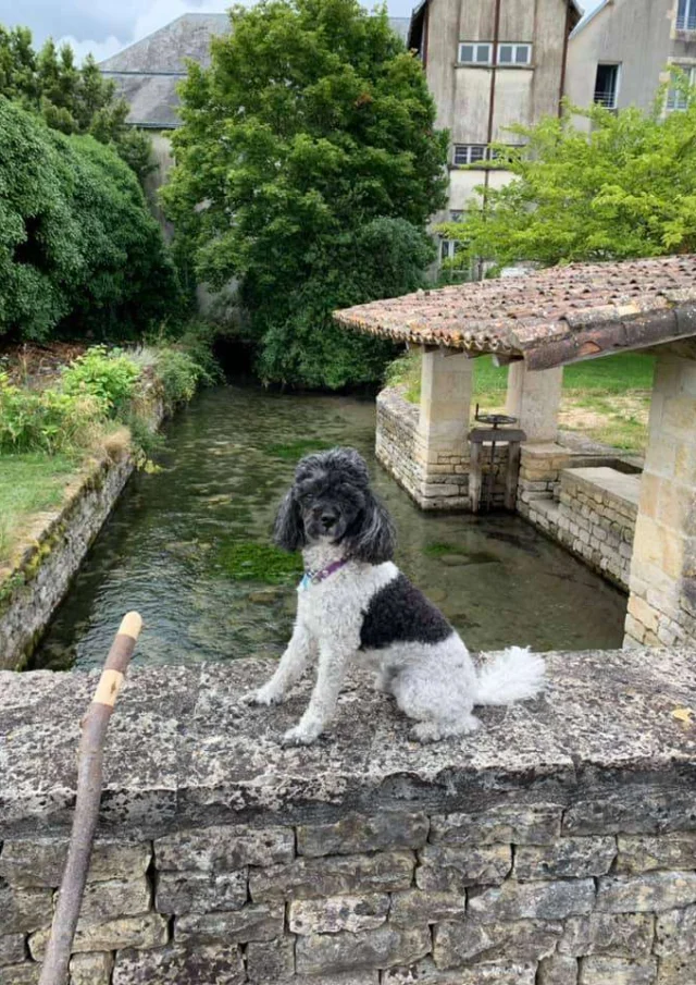 Location Gite Vacances Acceptant Les Animaux Chien Visite