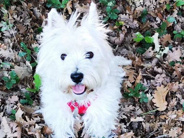 Location Gite Vacances Acceptant Les Animaux Chien Westie