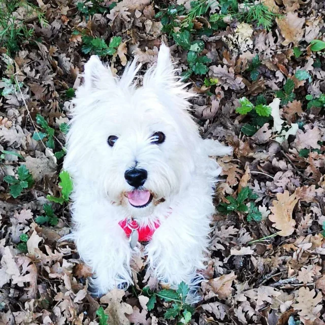 Holiday Home Rental Pet Friendly Westie Dog