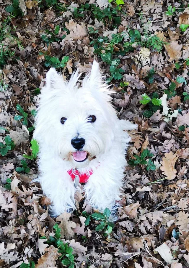 Location Gite Vacances Acceptant Les Animaux Chien Westie