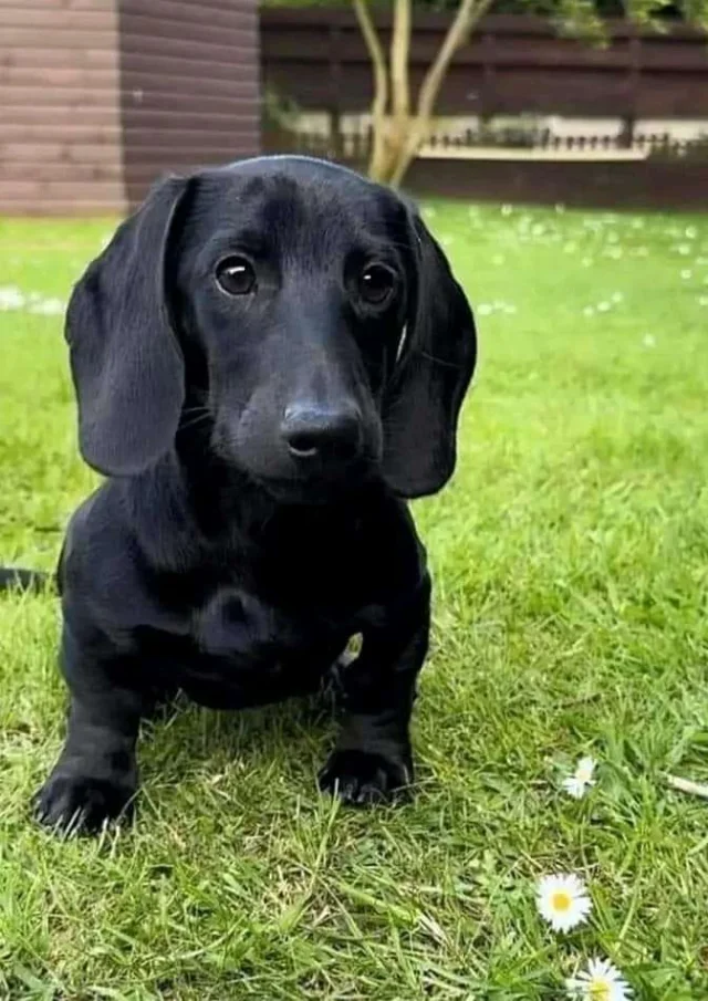 Location Gite Vacances Acceptant Les Animaux Petit Chien