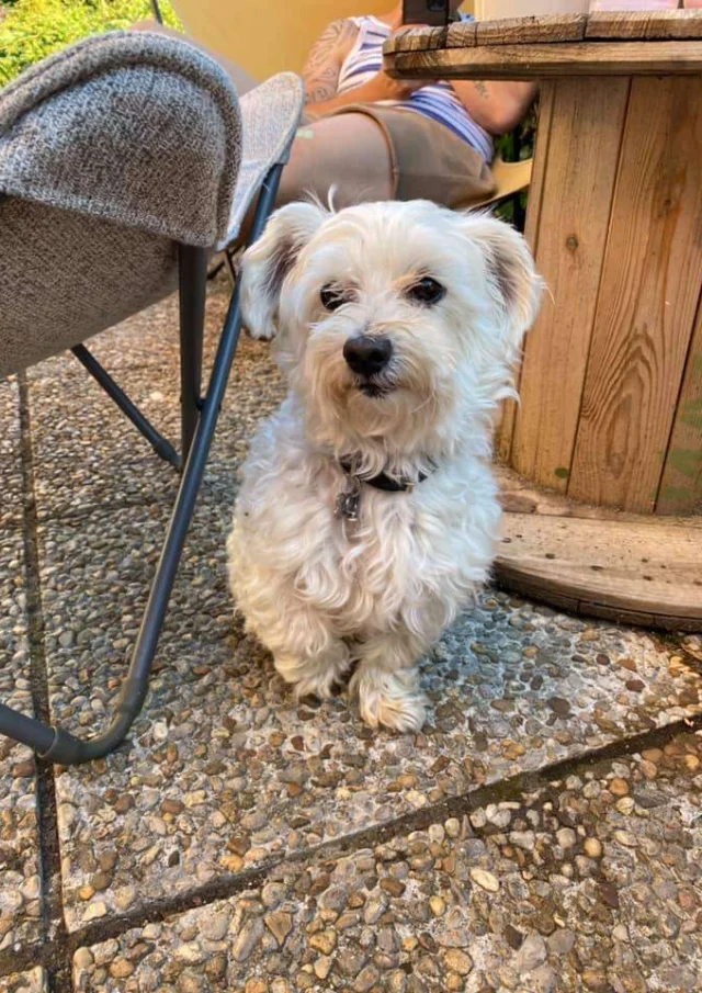 Location Gite Vacances Acceptant Les Animaux Petit Chien Accepte En Gite