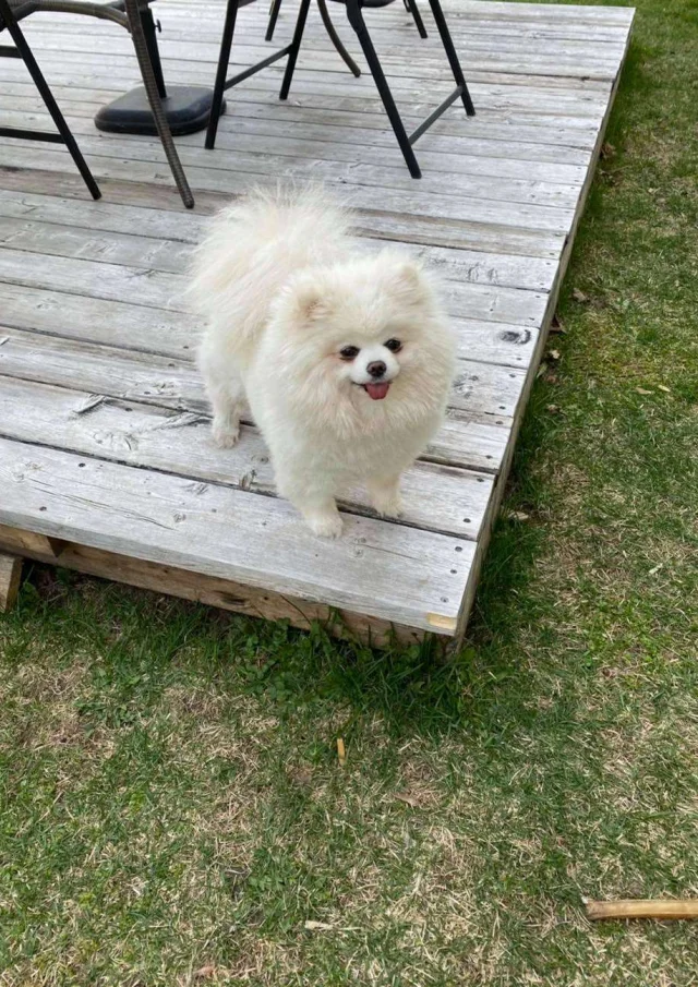 Location Gite Vacances Acceptant Les Animaux Petit Chien Blanc Terrasse Chalet