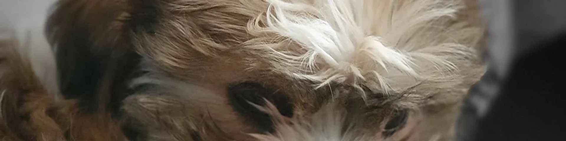 Location Gite Vacances Acceptant Les Animaux Petit Chien Gentil