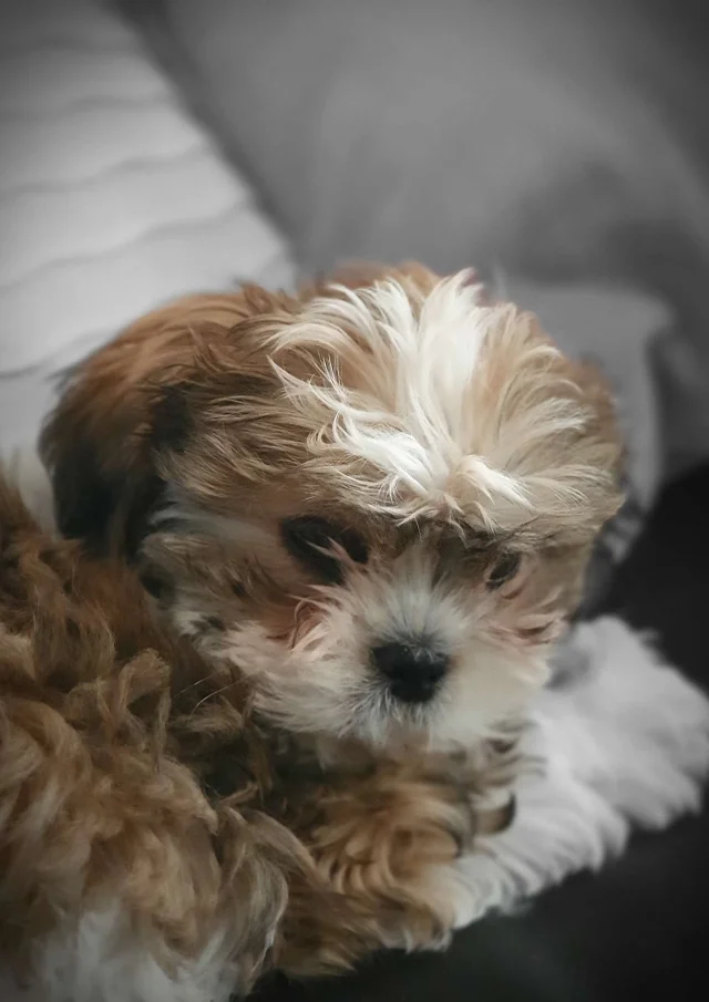 Location Gite Vacances Acceptant Les Animaux Petit Chien Gentil