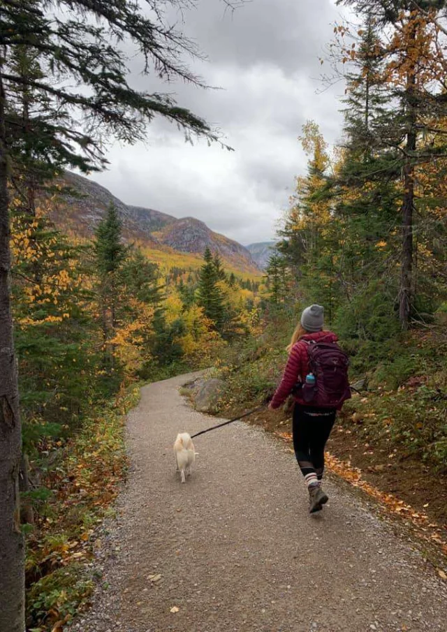 Location Gite Vacances Acceptant Les Animaux Randonner Avec Son Chien