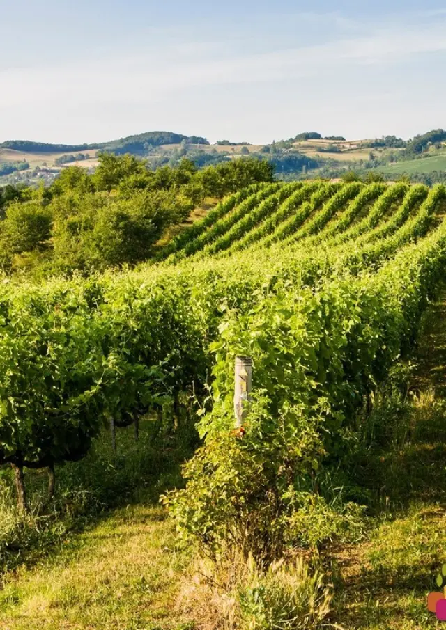 Offres Cse Comite Entreprise Vacances Location Gites En France Drome Ete Vignoble