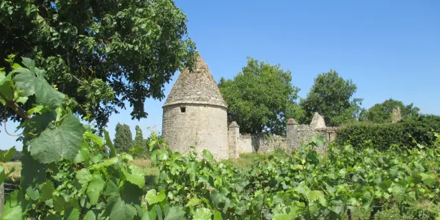 Pays De Loire Anjou Tigne Vignoble
