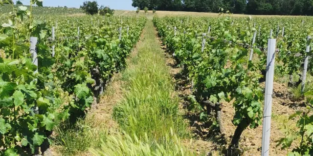 Pays De Loire Anjou Vignoble Ete