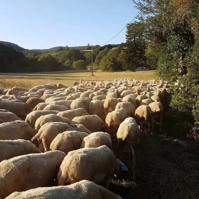 Gite Montpellier Herault Transhumance Brebis