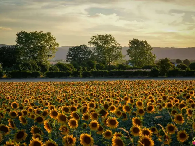 Puy De Dome Auvergne Champs De Fleurs Tournesols 2